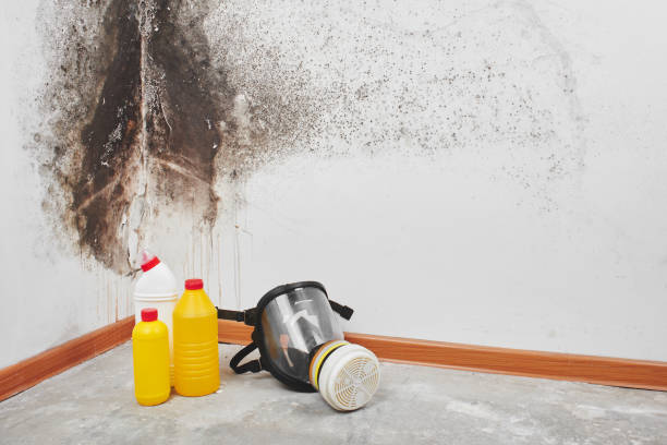 Best Local Mold Removal Service  in Canton, TX