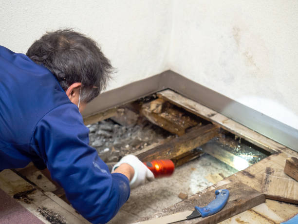 Certified Mold Removal in Canton, TX