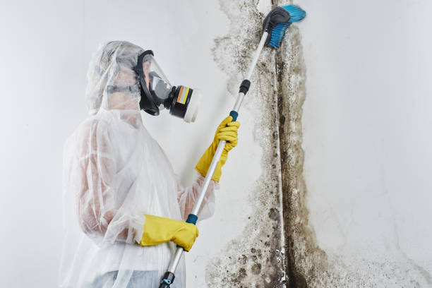 Best Fast Mold Removal  in Canton, TX