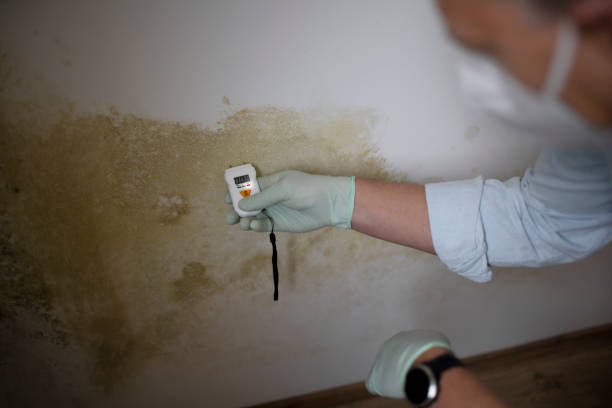 Attic Mold Removal in Canton, TX