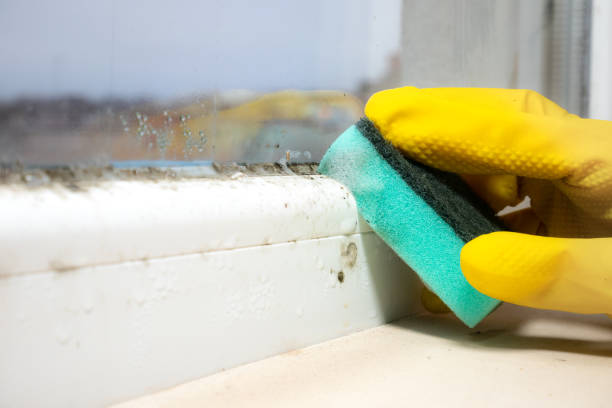 Best Professional Mold Removal  in Canton, TX