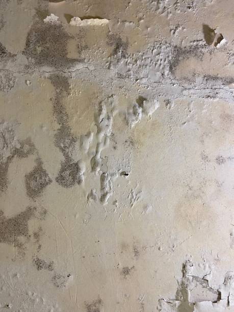 Best Mold Remediation Experts  in Canton, TX
