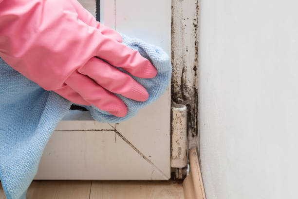 Best Mold Testing  in Canton, TX