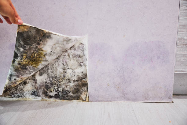 Best Mold Remediation Services  in Canton, TX